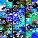 Colour:F