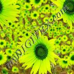 Colour:D