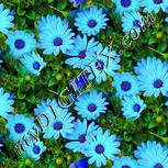 Colour:A
