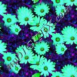 Colour:B