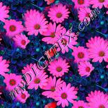 Colour:C