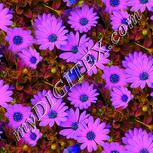 Colour:D