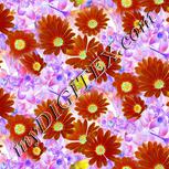 Colour:F
