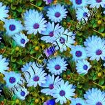 Colour:J