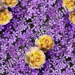 Colour:A