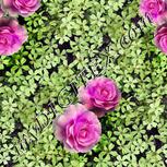Colour:B