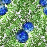 Colour:F
