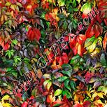 Colour:A