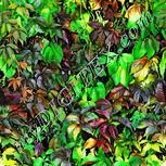 Colour:D