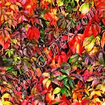 Colour:J