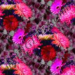Colour:B