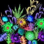 Colour:F