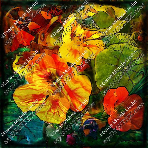 nasturtiums  marbled black edge