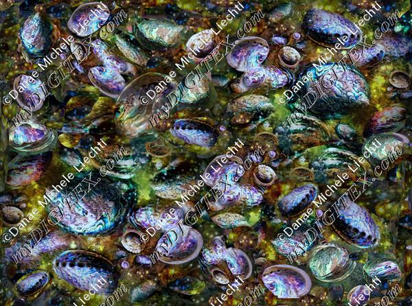 abalone enlarged pix