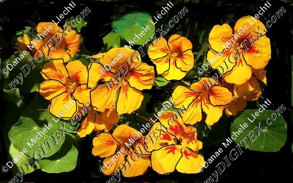 nasturtium photoshop fabric