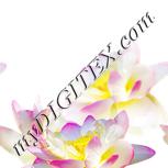 Colour:A
