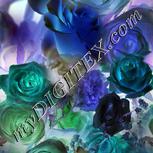 Colour:F
