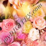 Colour:J