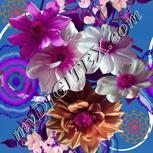 Colour:B