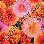 Colour:J