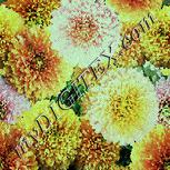 Colour:K