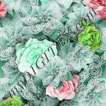 Colour:C