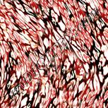 Colour:F