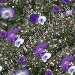 Colour:A