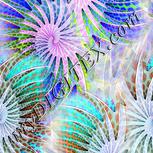 Colour:F