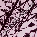 Colour:C