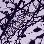 Colour:D