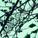 Colour:K