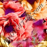 Colour:B