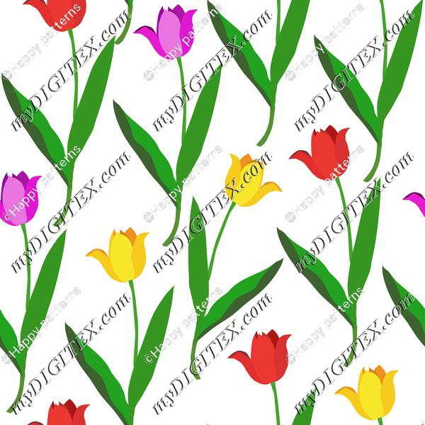 Colorful tulips on white