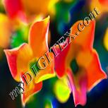 Colour:J