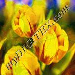Colour:A