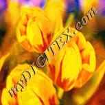 Colour:J