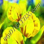 Colour:K