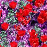 Colour:B