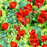 Colour:K