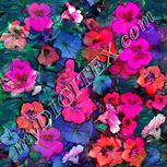Colour:B