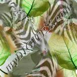 Colour:C