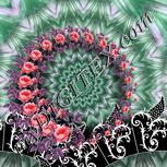 Colour:B