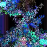 Colour:F