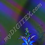 Colour:F