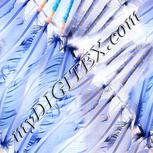 Colour:F