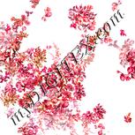 Colour:B