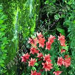 Colour:K