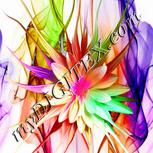 Colour:B
