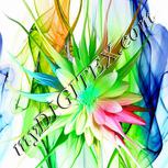 Colour:C
